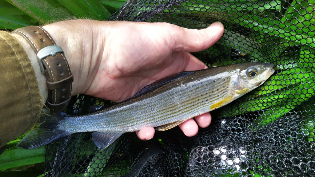 Photo of the grayling